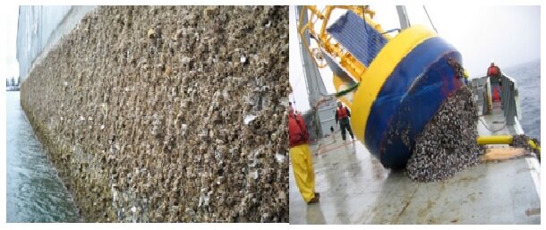 مطالعه یک تیم تحقیقاتی کره ای در مورد اثرات مخرب برخی از ترکیبات ضد خزه بر روی حیوانات آبزی / پوشش کشتی