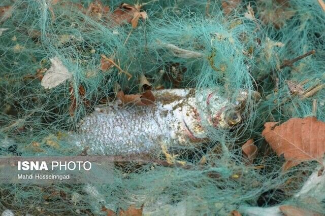 کشف و جمع‌آوری بالغ بر ۴۱۰۰ دام صید غیرمجاز ماهی در گیلان
