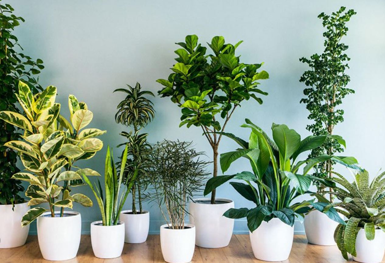 معرفی 13 گیاه خانگی برای خوش بو کردن خانه شما