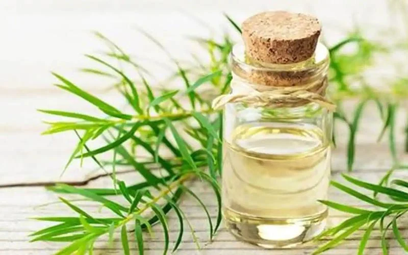 Properties of tea tree oil for eyebrows