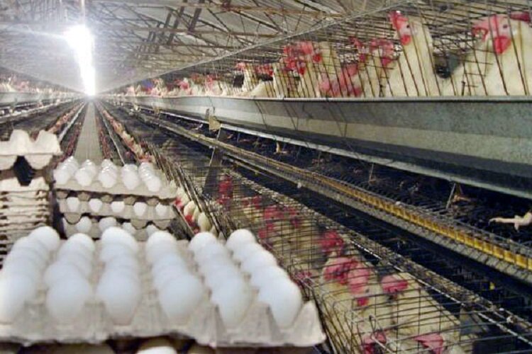 صادرات ۱۰۰ هزار تن تخم‌مرغ از کشور/ ساماندهی زنجیره‌های طیور