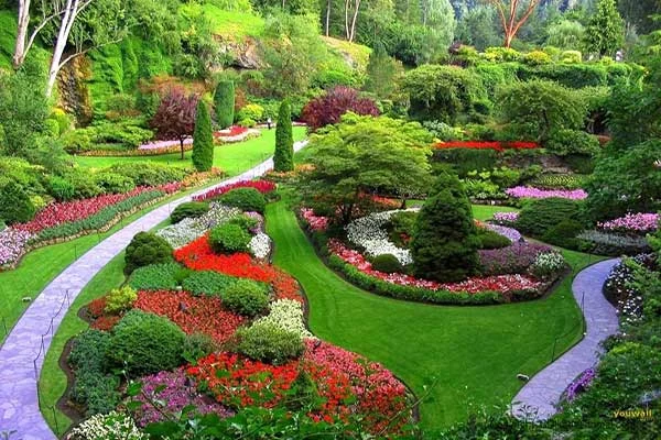 بهترین نهال برای حیاط خانه