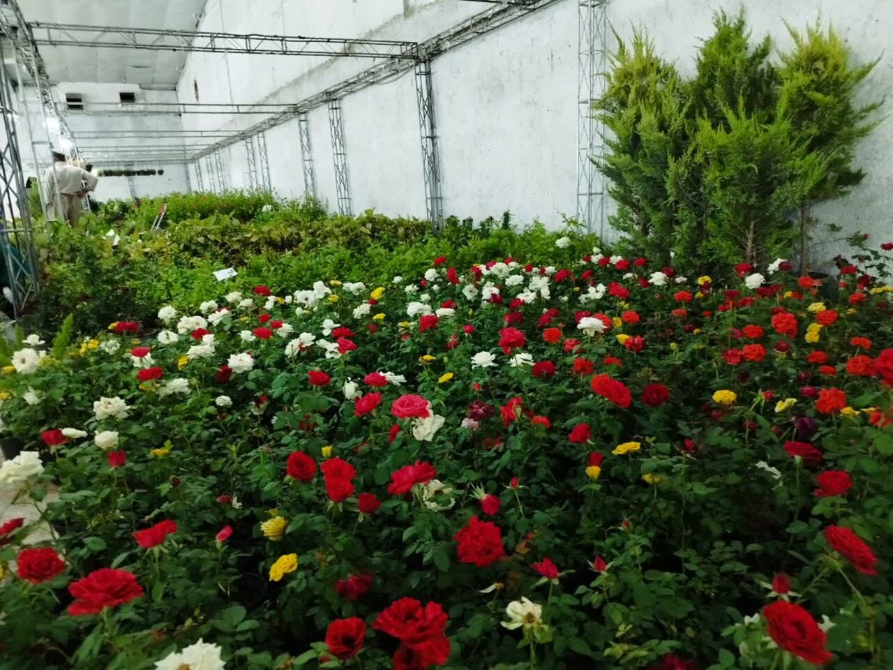نمایشگاه گل و گیاه در سنندج برپا شد - خبرگزاری مهر | اخبار ایران و جهان