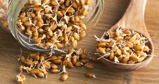 &nbsp;آیا پودر جوانه گندم برای زنان باردار مفید است؟