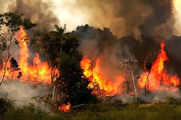 جنگل‌ های هیرکانی در آتش: آخرین وضعیت و تلاش‌ ها برای مهار حریق